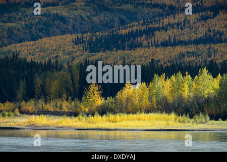 Herbstfärbung Futter dem Klondike Highway in der Nähe von Moose Creek, Yukon Territorien, Kanada Stockfoto