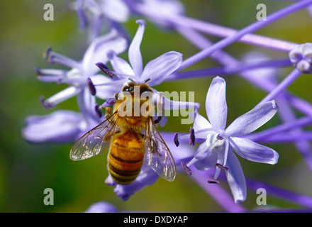 Bienen bestäuben eine lila Blume Stockfoto