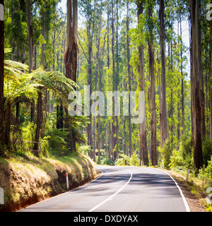 Hohen Bäumen und Baumfarne im Wald entlang der schwarzen Spur im Yarra Valley, Victoria, Australien Stockfoto