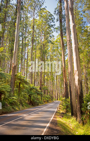 Hohen Bäumen und Baumfarne im Wald entlang der schwarzen Spur im Yarra Valley, Victoria, Australien Stockfoto