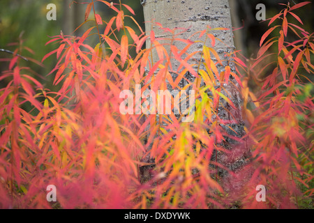 Herbstfarben im Kluane National Park, Yukon Territorien, Kanada Stockfoto