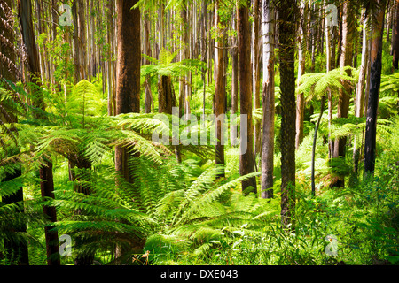 Üppigen grünen Farnen, Baumfarnen und hoch aufragenden Eberesche entlang der schwarzen Sporn, Victoria, Australien