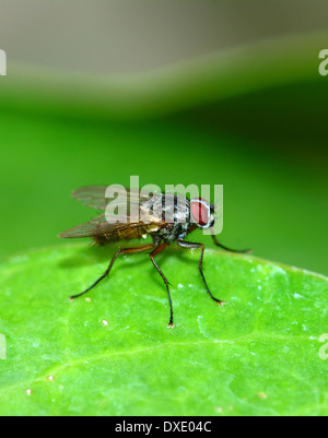 Stubenfliege auf Blatt Stockfoto