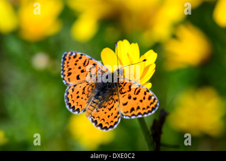 Lesser Spotted Fritillary, Melitaea trivia Stockfoto