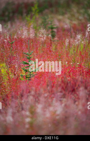 Herbstfarben im Kluane National Park, Yukon Territorien, Kanada Stockfoto