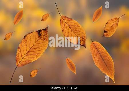 Es wird Herbst, Konzept mit verblassten Kirsche Blätter fallen vom Baum über aus Fokus Farbe Hintergrund Stockfoto