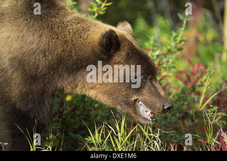 ein Jugendlicher Grizzly Bear, Kluane National Park, Yukon Territorien, Kanada Stockfoto