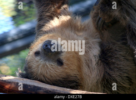 Hoffmanns zwei – Finger Faultier (Choloepus Hoffmanni) Nahaufnahme des Kopfes Stockfoto