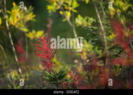 Herbstfarben im Kluane National Park, Yukon Territorien, Kanada Stockfoto