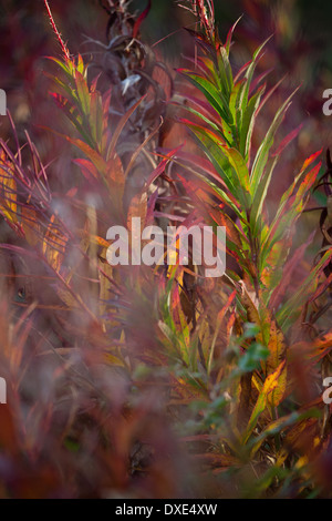 Herbstfarben im Kluane National Park, Yukon Territorien, Kanada Stockfoto