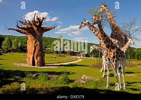 Giraffen, Savannenlandschaft, Zoologischer Garten Opelzoo, Kronberg/Taunus, Hessen, Deutschland Stockfoto