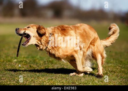 Schöne Rassehund Spaß und fangen einen Stock auf Wiese. Stockfoto