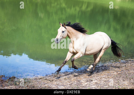 American Quarter Horse. Dun, Erwachsene im Galopp an einem See. Italien Stockfoto