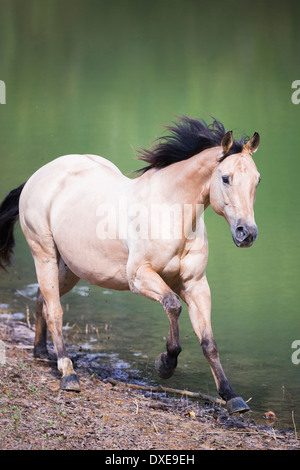 American Quarter Horse. Dun, Erwachsene im Galopp an einem See. Italien Stockfoto