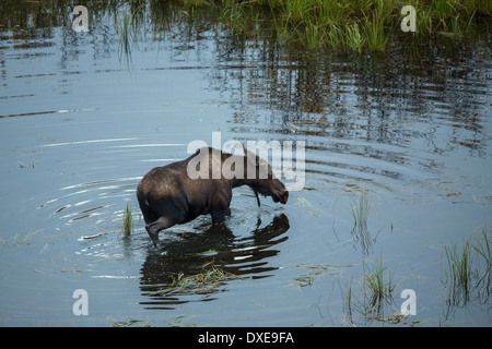 Ein Elch Kuh und ihr Kalb in der Stewart River, Yukon Territorien, Kanada Stockfoto