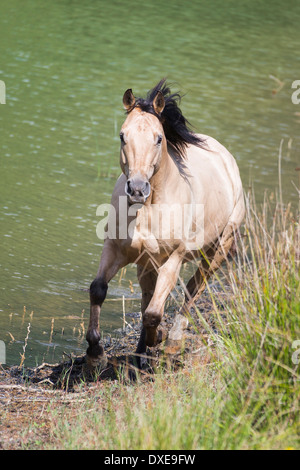 American Quarter Horse. Dun, Erwachsene im Galopp an einem See. Italien Stockfoto