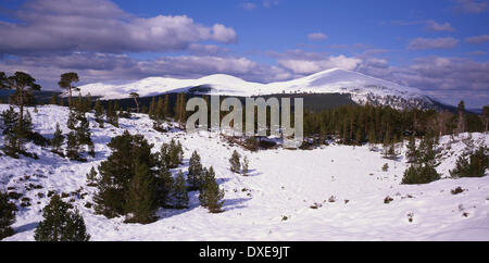 Winter Panorama unter den Cairngorms im Glenmore. Stockfoto