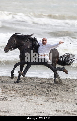 Rein spanische Pferd, andalusischen. Stuntman-Stunt am Strand durchführen. Rumänien Stockfoto