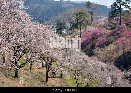 Tokio, Japan. 25. März 2014. Pflaumenbäume sind auf Dienstag, 25. März 2014 in voller Blüte auf den weitläufigen Yoshino Pflaume Garten in Ome Stadt in einem westlichen Vorort von Tokio. Insgesamt 12.000 Pflaumenbäume in 80 Sorten im Garten, das Wahrzeichen der Stadt, wird in Kürze durch eine Infektion des Plum Pox Virus abgeholzt. © Natsuki Sakai/AFLO/Alamy Live-Nachrichten Stockfoto