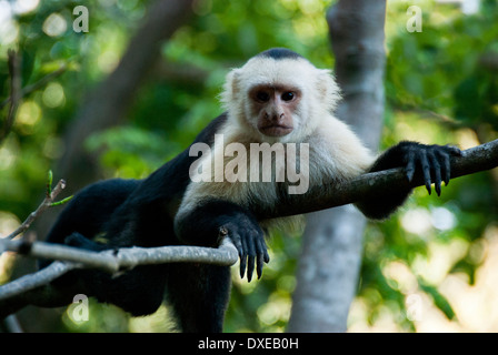 WEIßEN KONFRONTIERT KAPUZINER AFFEN (CEBUS CAPUCINUS). MONTEZUMA. PAZIFIKKÜSTE. Costa Rica. ZENTRAL AMERIKA. Stockfoto