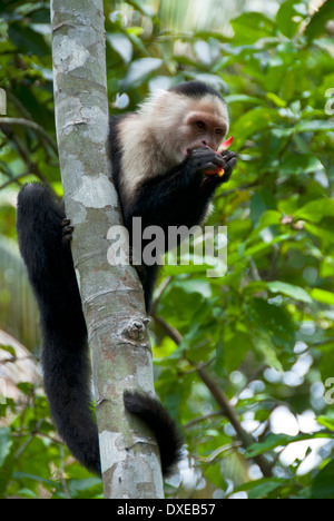 WEIßEN KONFRONTIERT KAPUZINER AFFEN (CEBUS CAPUCINUS). CAHUITA NATIONALPARK. Costa Rica. ZENTRAL AMERIKA. Stockfoto
