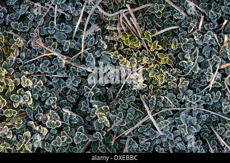 Frost bedeckt Oregano Blätter im zeitigen Frühjahr Stockfoto