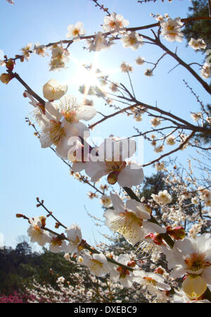 Tokio, Japan. 25. März 2014. Pflaumenbäume sind auf Dienstag, 25. März 2014 in voller Blüte auf den weitläufigen Yoshino Pflaume Garten in Ome Stadt in einem westlichen Vorort von Tokio. Insgesamt 12.000 Pflaumenbäume in 80 Sorten im Garten, das Wahrzeichen der Stadt, wird in Kürze durch eine Infektion des Plum Pox Virus abgeholzt. © Natsuki Sakai/AFLO/Alamy Live-Nachrichten Stockfoto