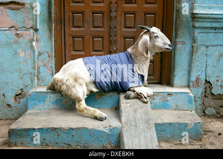 Szenen und das tägliche Leben an den Ufern des Flusses Ganges in Varanasi Stockfoto