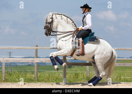 Rein spanische Pferd, andalusischen. Grauer Hengst mit traditionellen Tack und Reiter in Tracht, die Durchführung einer Levade. Deutschland Stockfoto