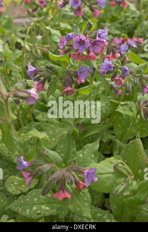 Lungenkraut, Soldaten und Matrosen, Echtes Lungenkraut, Kleingeflecktes Lungenkraut, Pulmonaria Officinalis, Pulmonaire officinale Stockfoto