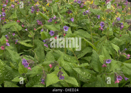 Lungenkraut, Soldaten und Matrosen, Echtes Lungenkraut, Kleingeflecktes Lungenkraut, Pulmonaria Officinalis, Pulmonaire officinale Stockfoto