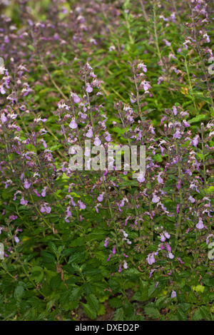 Wand-Gamander, Edel-Gamander, Edelgamander, Echter Gamander, Schafkraut, Teucrium chamaedrys Stockfoto