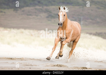 Quarab. Palomino Galopp am Strand. Neuseeland Stockfoto