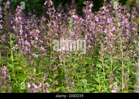 Wand-Gamander, Edel-Gamander, Edelgamander, Echter Gamander, Schafkraut, Teucrium chamaedrys Stockfoto