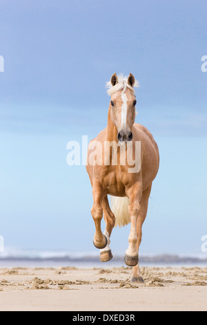 Quarab. Palomino Galopp am Strand. Neuseeland Stockfoto