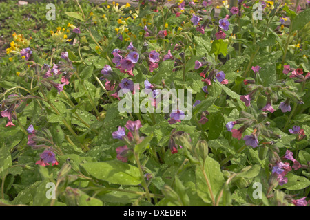 Lungenkraut, Soldaten und Matrosen, Echtes Lungenkraut, Kleingeflecktes Lungenkraut, Pulmonaria Officinalis, Pulmonaire officinale Stockfoto