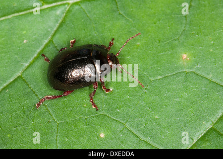 Blattkäfer, Chrysolina Bankii, Chrysomela Bankii, Leaf Beetle. Korsika, Corsica Stockfoto