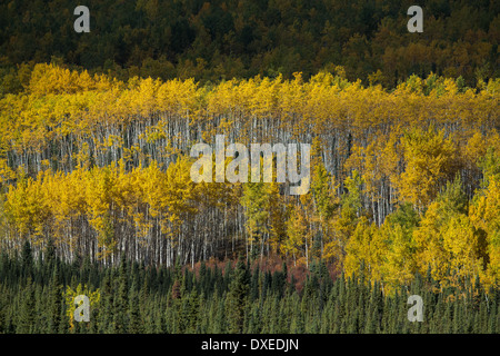 Herbstfärbung nr Pelly Crossing, Yukon Territorien, Kanada Stockfoto