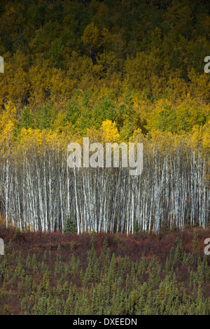 Herbstfärbung nr Pelly Crossing, Yukon Territorien, Kanada Stockfoto