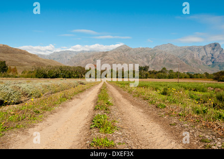 Kiesweg im Land Rosengarten zwischen weißen und rosa Rosen und phlox