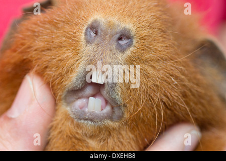 Red Rex Meerschweinchen, Cavie in der Hand, zeigt der Schneidezähne. Deutschland Stockfoto