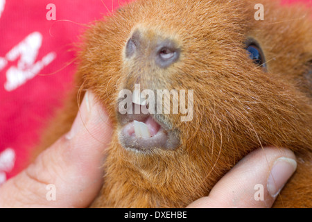 Red Rex Meerschweinchen, Cavie in der Hand, zeigt der Schneidezähne. Deutschland Stockfoto