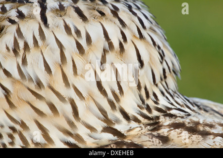Sibirischer Uhu (Bubo Bubo Sibiricus). Nahaufnahme der Hals Federn Stockfoto