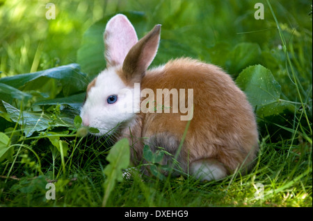 Netherland Dwarf Kaninchen (8 Wochen alt) im Rasen Stockfoto