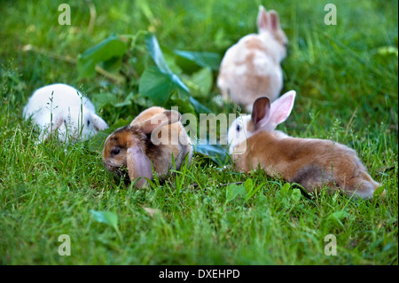 Mini-Lop und Mini Rex Kaninchen Gras Stockfoto