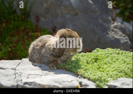 Aguti Mini Lop Kaninchen (4 Wochen alt) in einem Steingarten Stockfoto