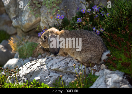 Aguti Mini Lop Kaninchen (9 Wochen alt) in einem Steingarten Stockfoto