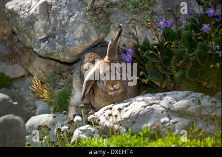 Aguti Mini Lop Kaninchen (9 Wochen alt) in einem Steingarten Stockfoto