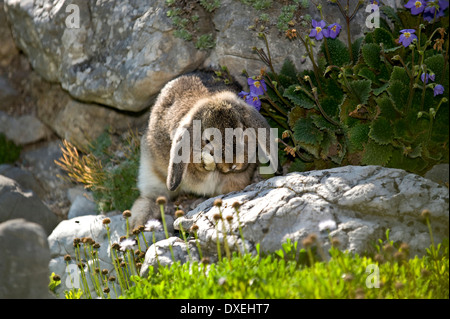 Aguti Mini Lop Kaninchen (9 Wochen alt) Pflege selbst in einem Steingarten Stockfoto