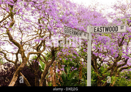 Straßenschild an der Ecke Goverment und Eastwood Street in Pretoria (Tswane), Südafrika mit Jacaranda-Bäume in voller Blüte. Stockfoto